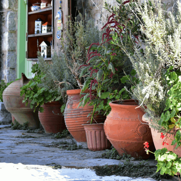 flowers karpathos ramnus.gr